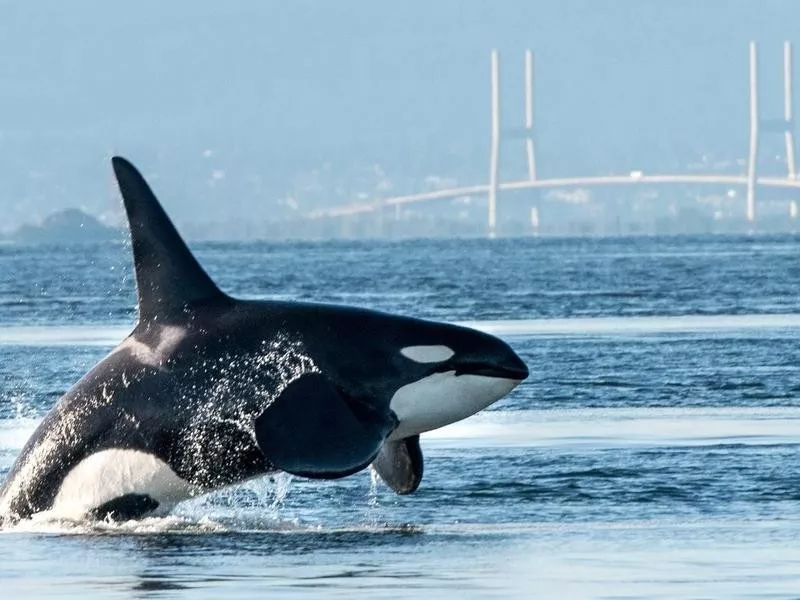 Orca in Vancouver Harbor