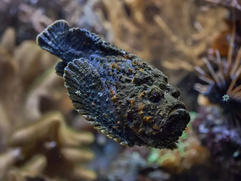 Stonefish