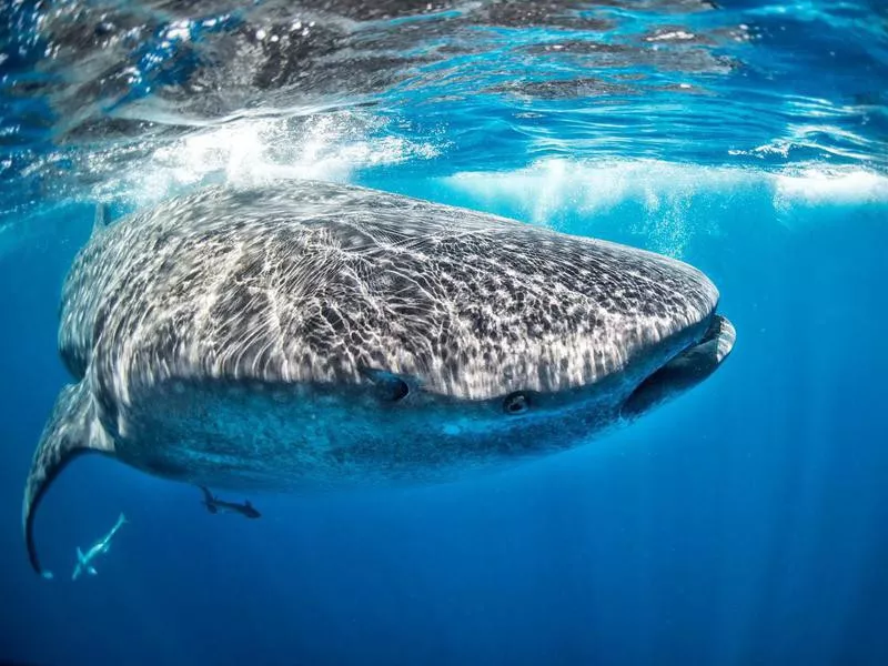 whale shark