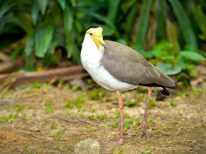 Masked Lapwing