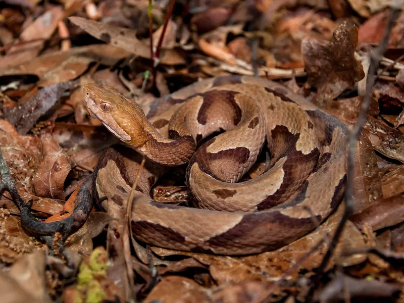 Southern Copperhead Snake