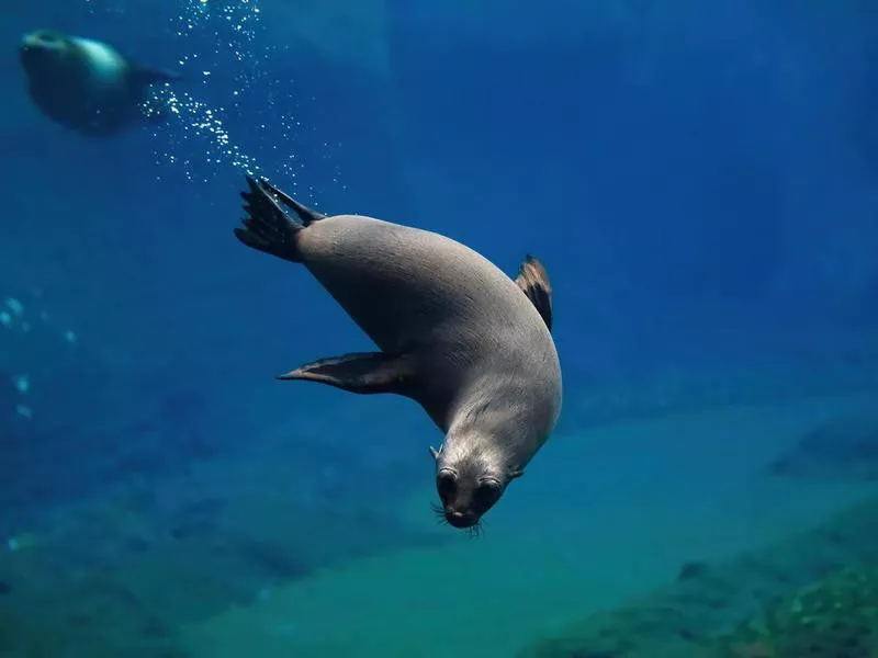 cape fur seal