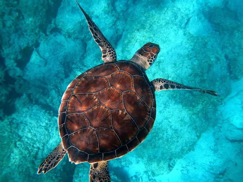 Sea turtle swimming in Barbados