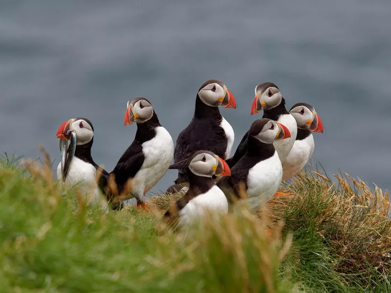 Puffins nesting