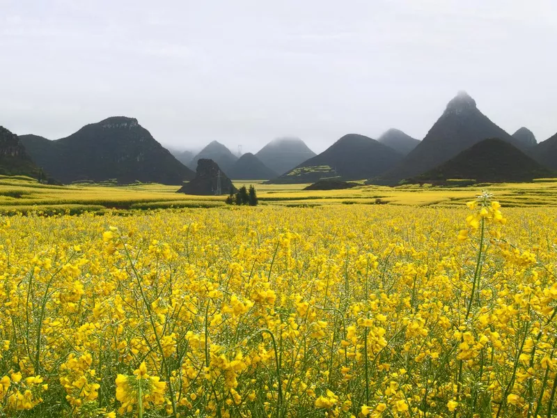 Rapeseed Field After a Spring Rain