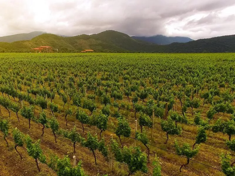 Vineyard in Georgia