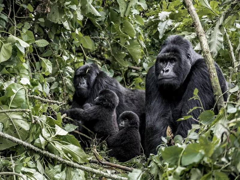 Gorilla family in Virunga National Park in Democratic Republic of the Congo in Africa