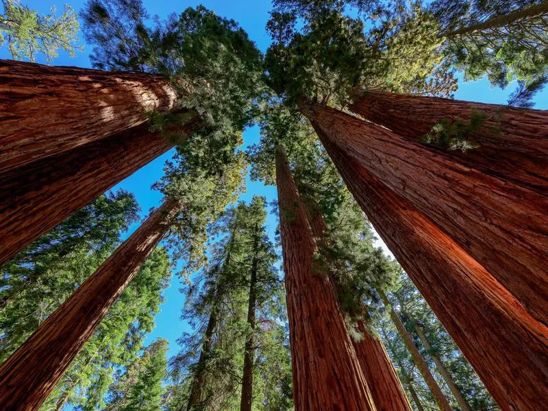 Sequoia National Park