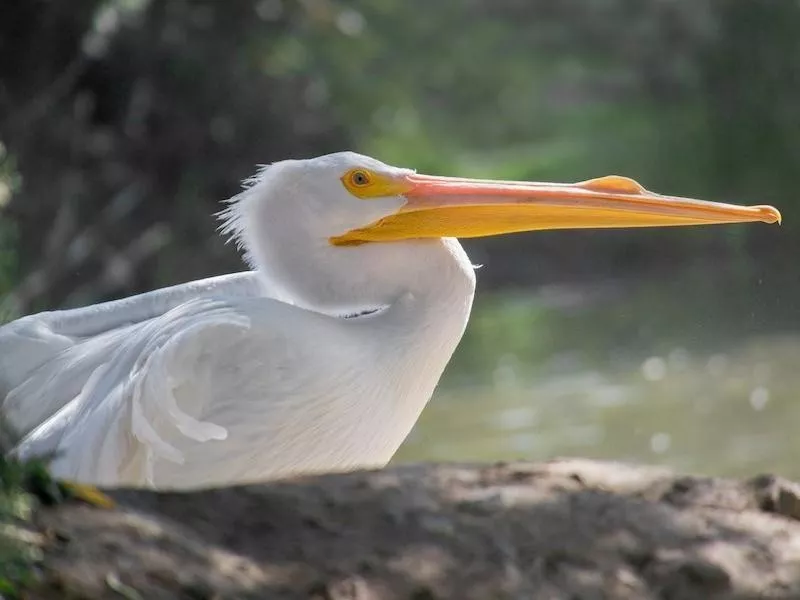 American White Pelicans