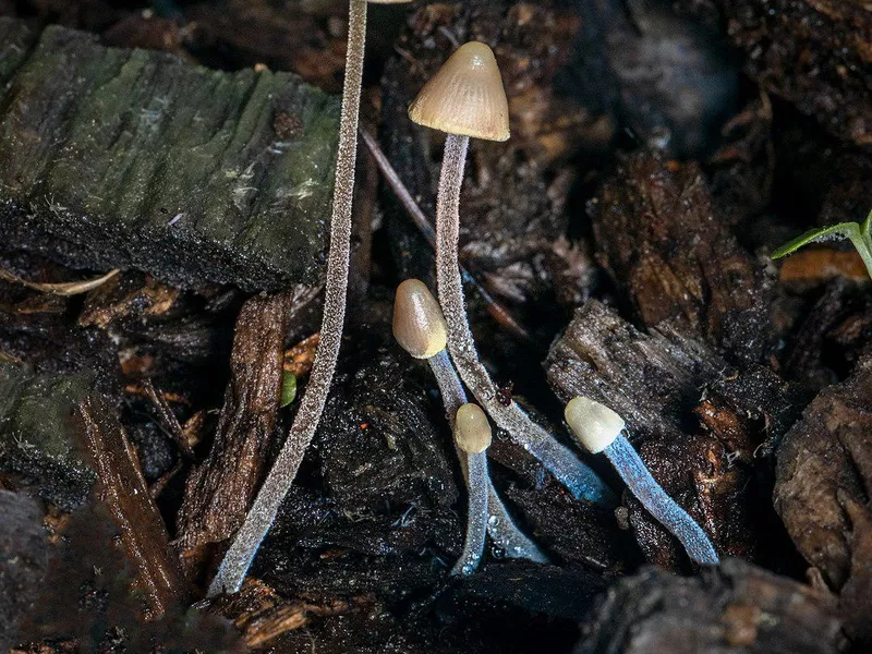 Bioluminescent Mycena fungus