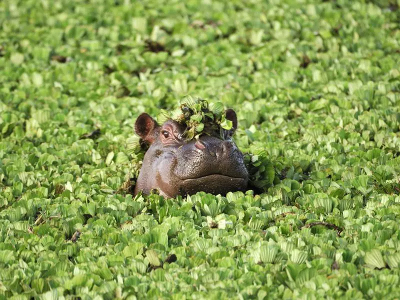 Hippopotamus