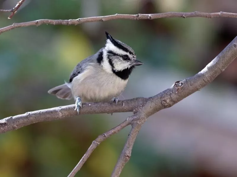 Bridled Titmouse