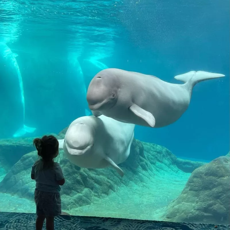 Beluga Whales at Georgia Aquarium