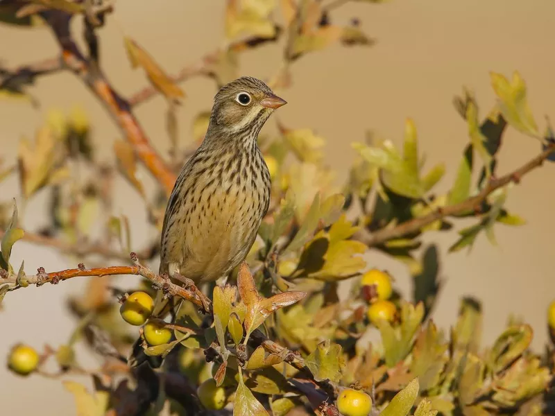 Ortolan Bunting (Emberiza hortulana)