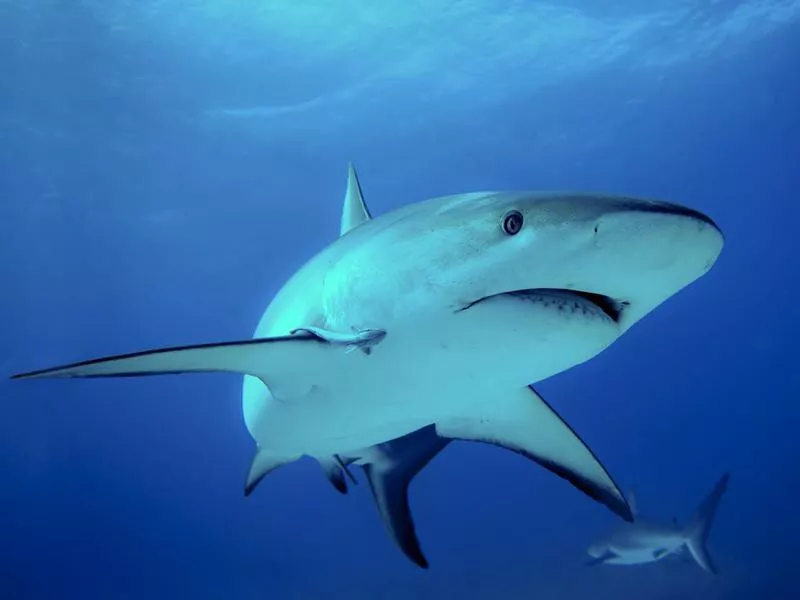 Caribbean reef shark