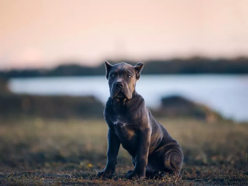 Cane Corso