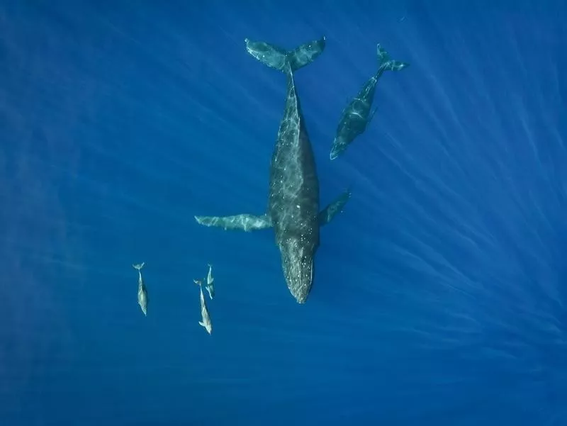 Whales and dolphins in Maui