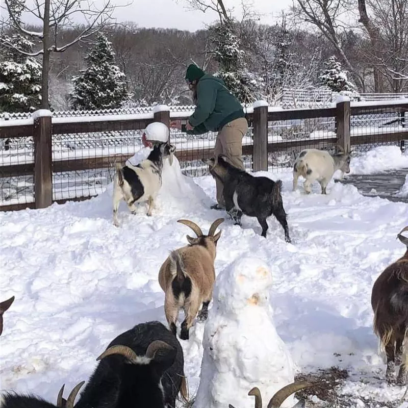 Goats at Omaha’s Henry Doorly Zoo and Aquarium