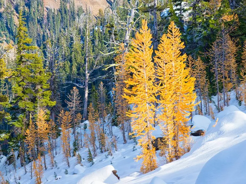 Alpine Larches in North America