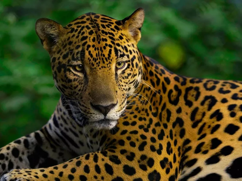 Rescued jaguar in Costa Rica