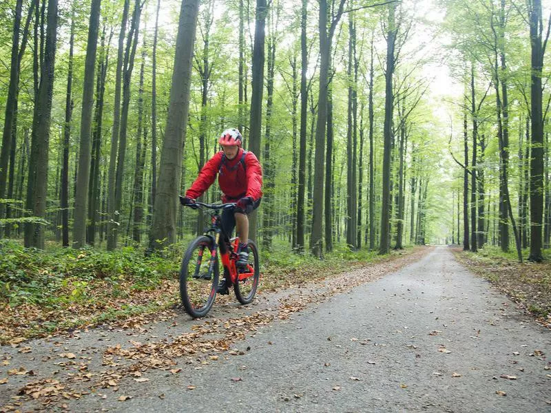 Hallerbos Forest