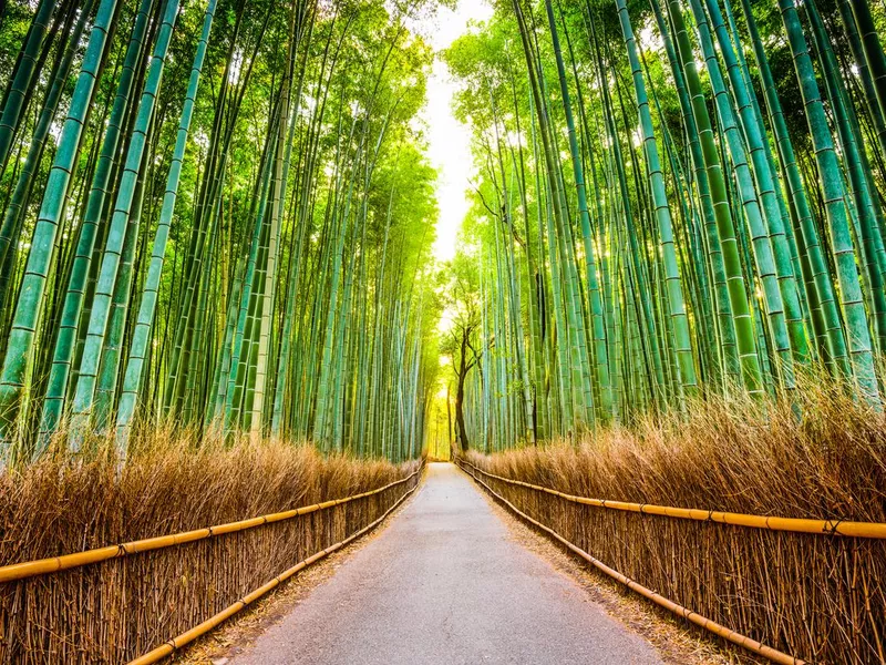 Bamboo Forest of Kyoto