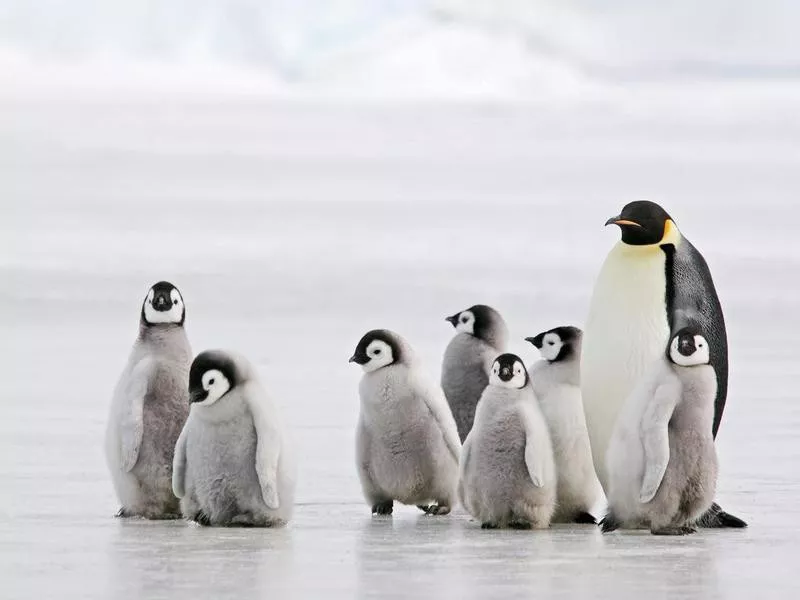 Antarctica penguins