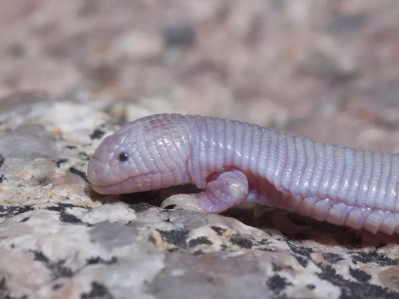 Mexican Mole Lizard