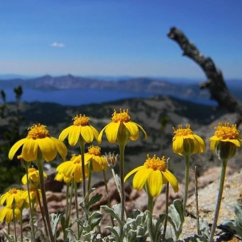 Flowers at Crater Lake National Park