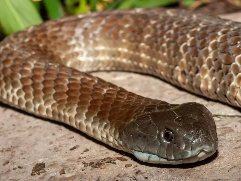 Australian Eastern Tiger Snake