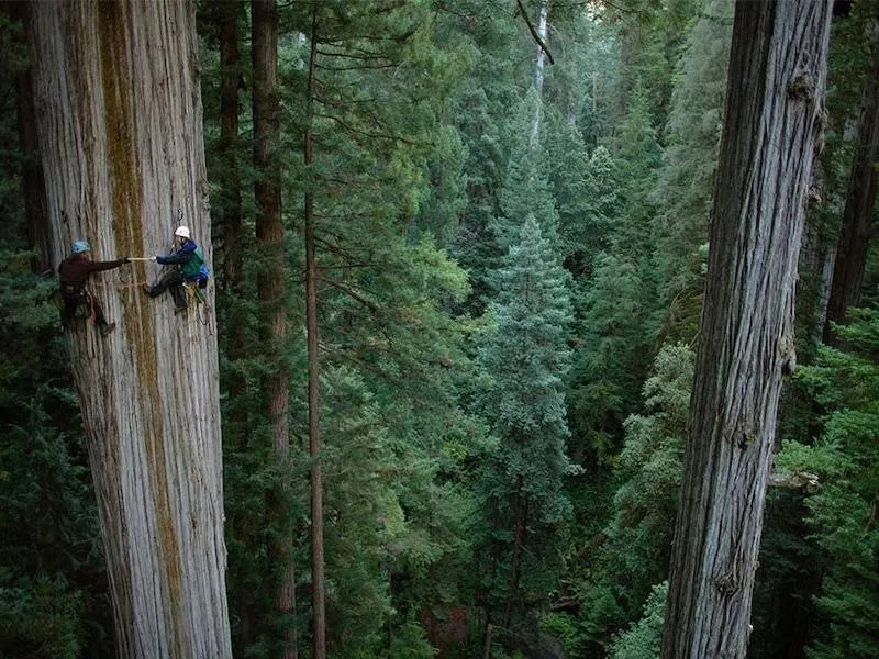 Tree Climbing