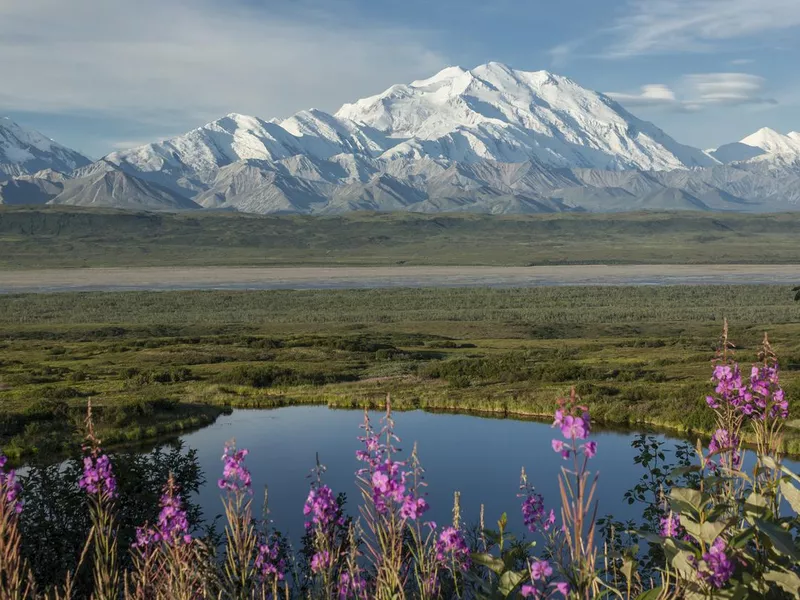 Denali and Fireweed, Denali National Park, Alaska