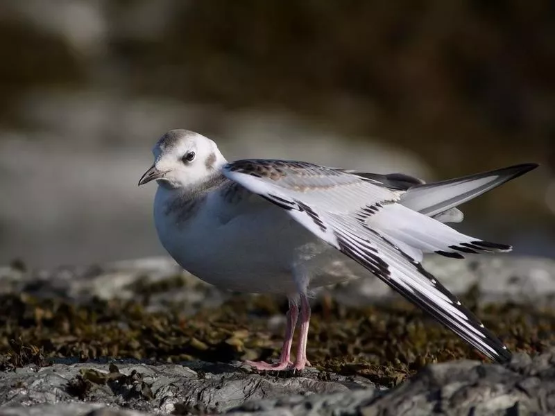 Bonaparte's Gull