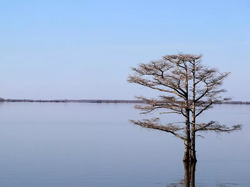 Small bald cypress tree in North Carolina