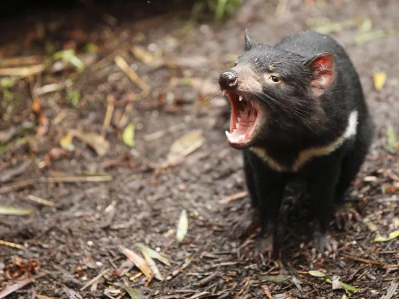 Tasmanian Devil