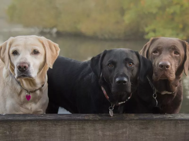 Labrador Retriever