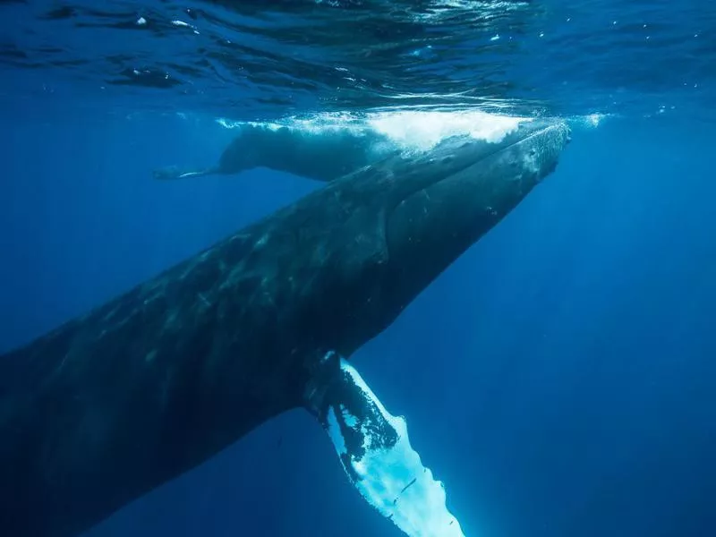 Humpback Whale Mother and Calf Surfacing