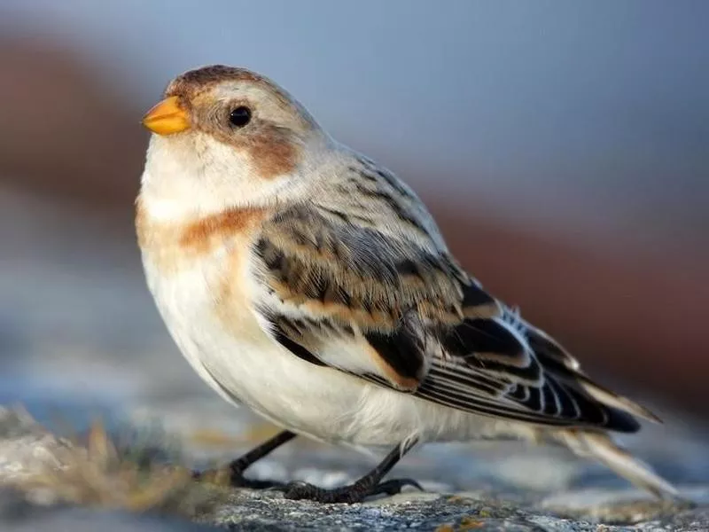 Snow Bunting