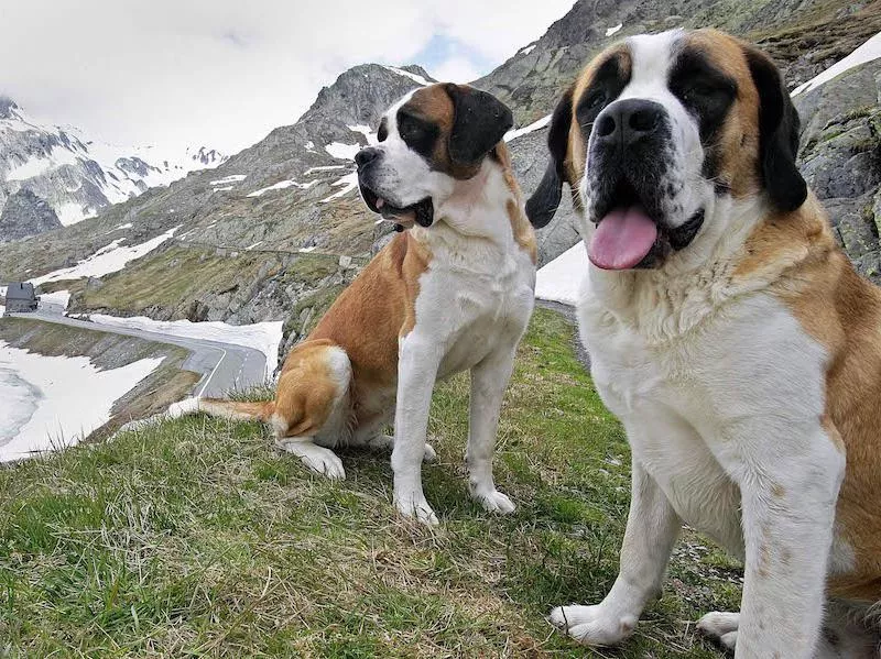 St. Bernards