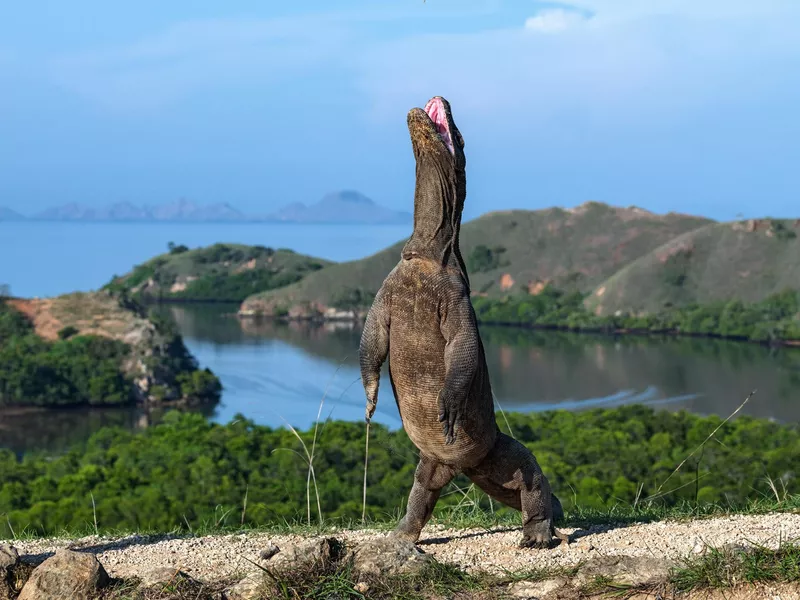 Komodo dragon