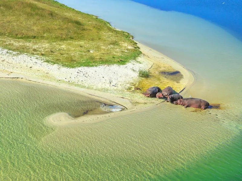 Hippopotamus in iSimangaliso Wetland Park