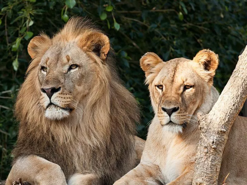 Lion couple