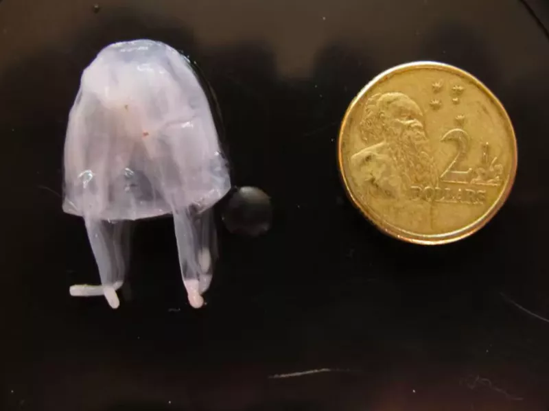 Irukandji Jellyfish