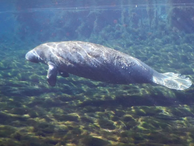 Manatee springs