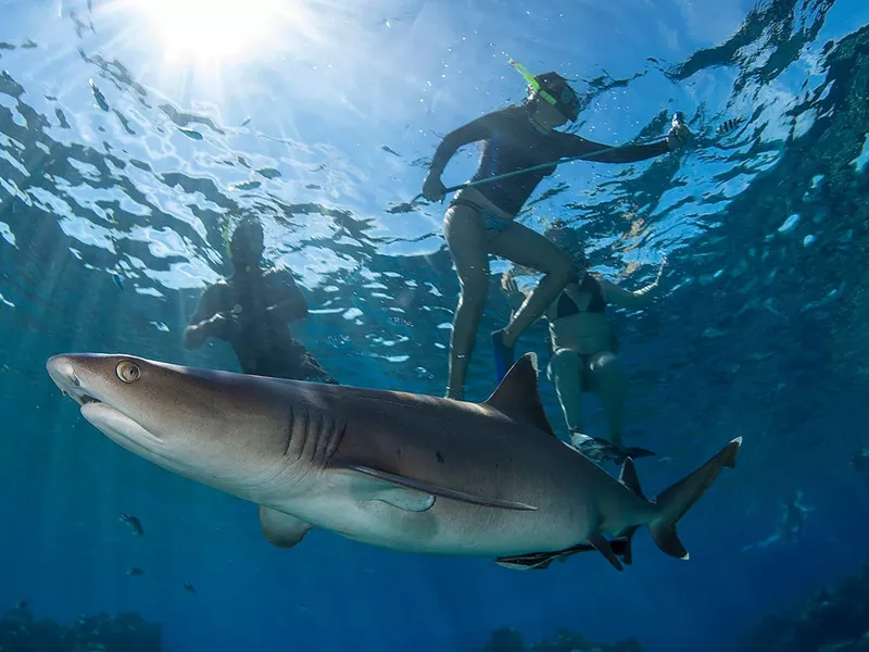 Swimming with White Tip Shark in Kuata Island, Fiji