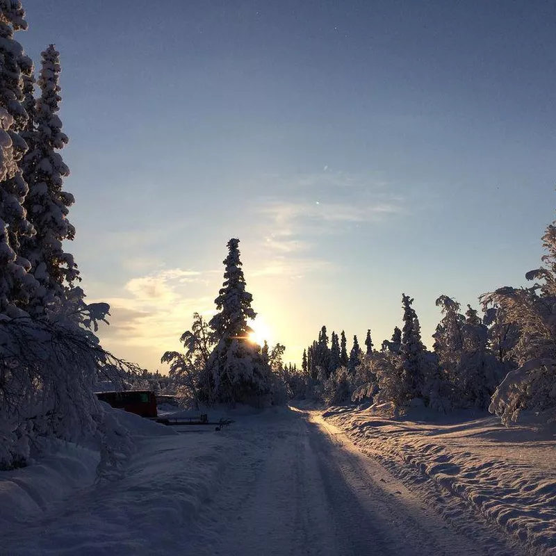 Sunrise over snowy trees