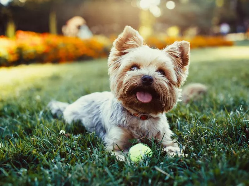 Yorkshire Terrier