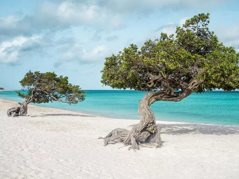 Eagle beach with divi divi trees on Aruba island