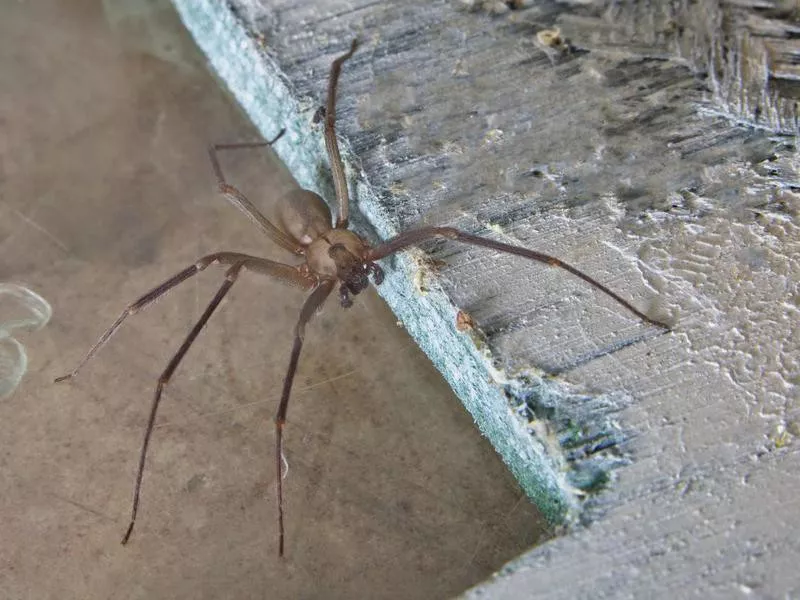 Brown recluse spider