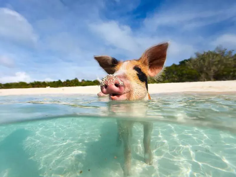 Pig Beach Bahamas